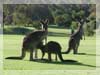 Kangaroos beim Golfen